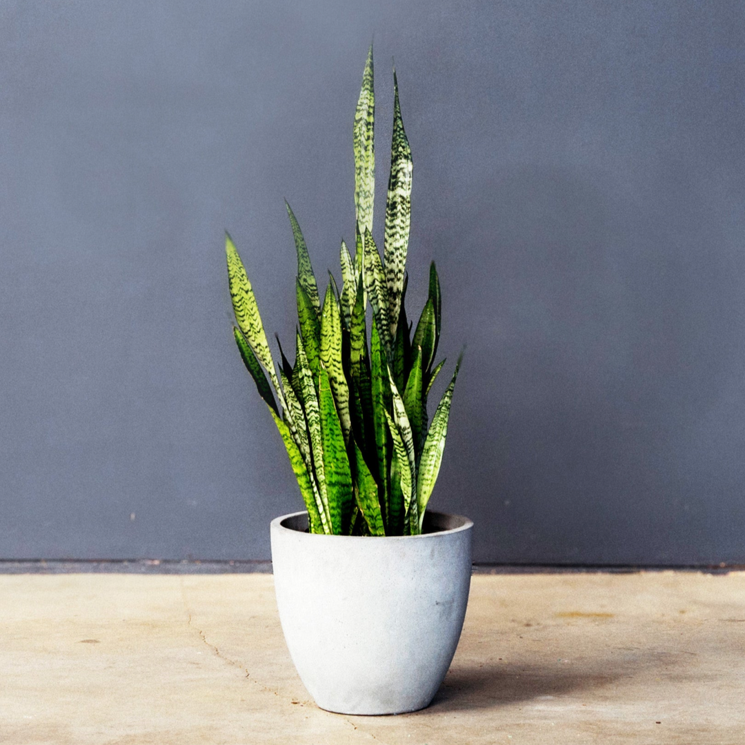 Snake Plant (Sansevieria Zeylanica) 10 inch