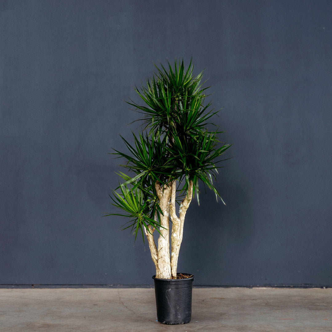 Dragon Plant (Dracaena Marginata 'Stump') 7 gal