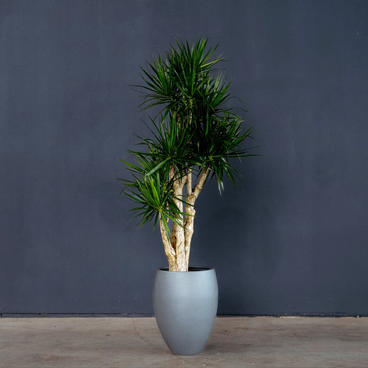 Dragon Plant (Dracaena Marginata 'Stump') 7 gal