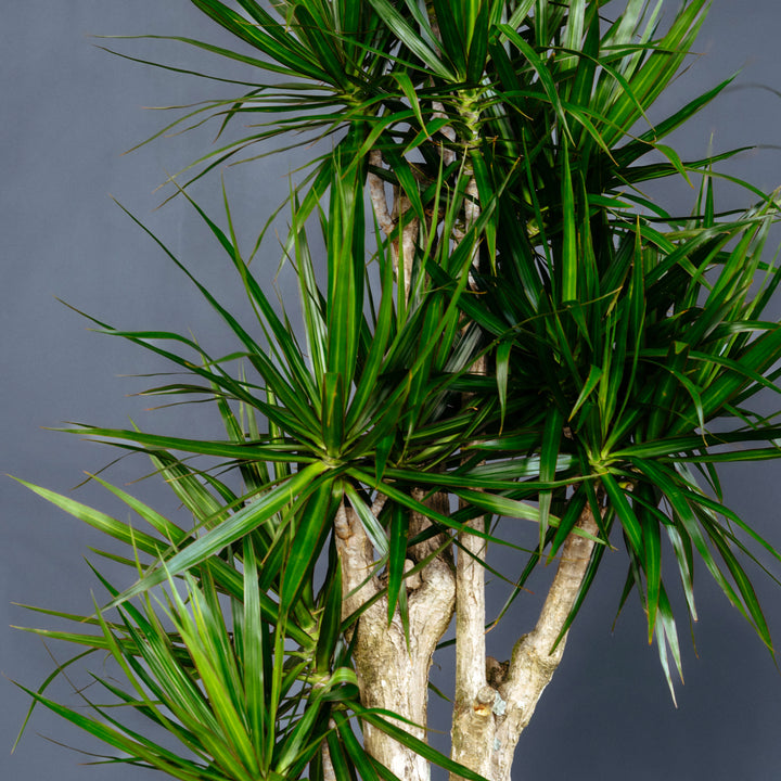 Dragon Plant (Dracaena Marginata 'Stump') 7 gal