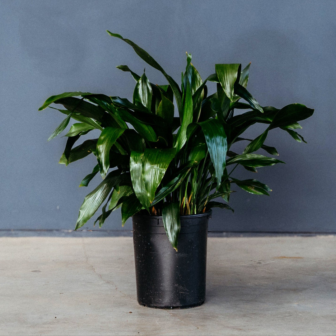 Cast Iron Plant (Aspidistra Elatior) 14 inch