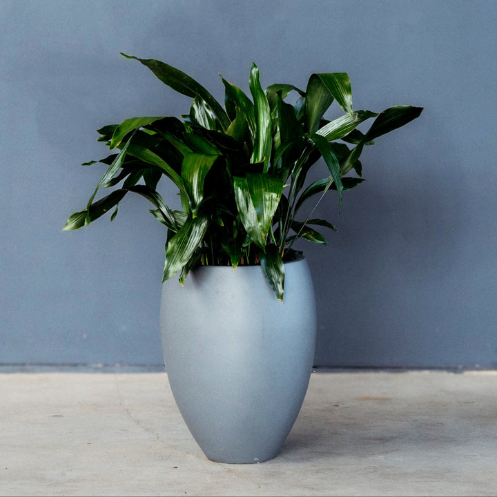 Cast Iron Plant (Aspidistra Elatior) 14 inch