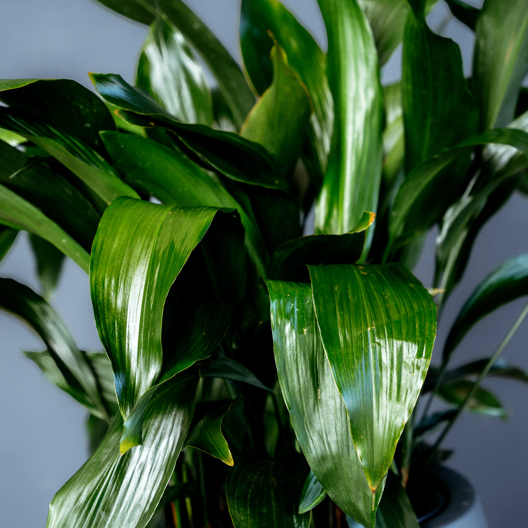 Cast Iron Plant (Aspidistra Elatior) 14 inch