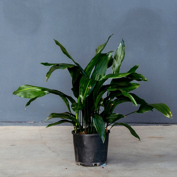 Cast Iron Plant (Aspidistra Elatior) 10 inch