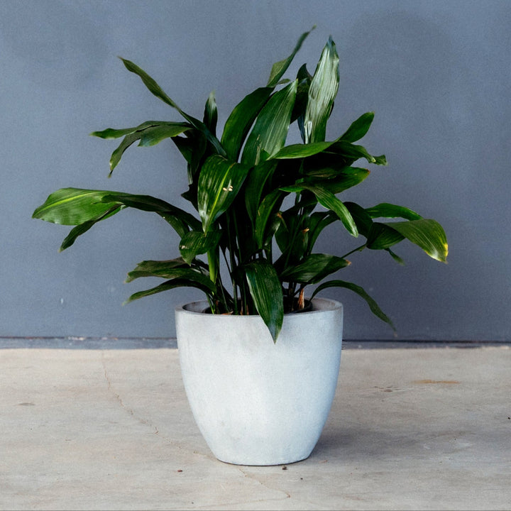 Cast Iron Plant (Aspidistra Elatior) 10 inch