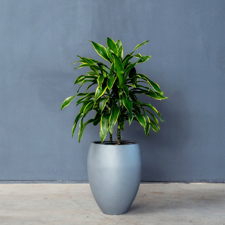 Dragon Tree (Dracaena Fragrans 'Pele') 2 gal