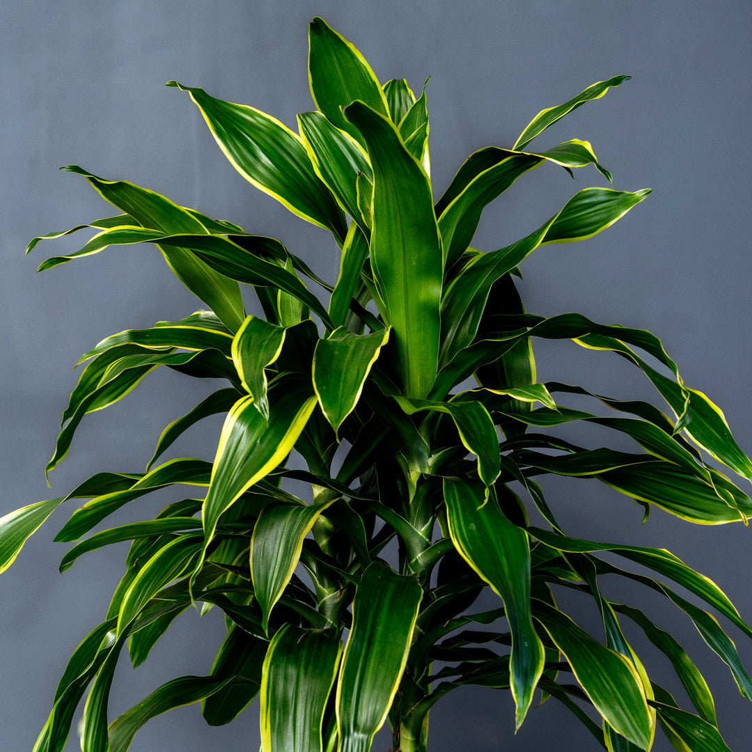 Dragon Tree (Dracaena Fragrans 'Pele') 2 gal