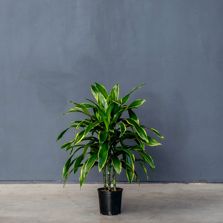 Dragon Tree (Dracaena Fragrans 'Pele') 2 gal