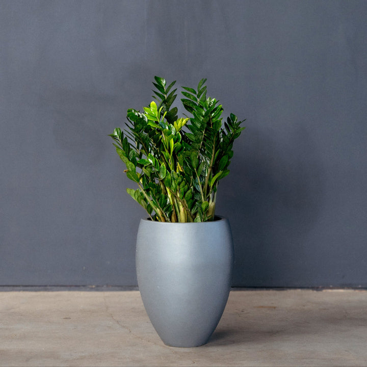 ZZ plant (Zamioculcas Zamilfola) 14 inch