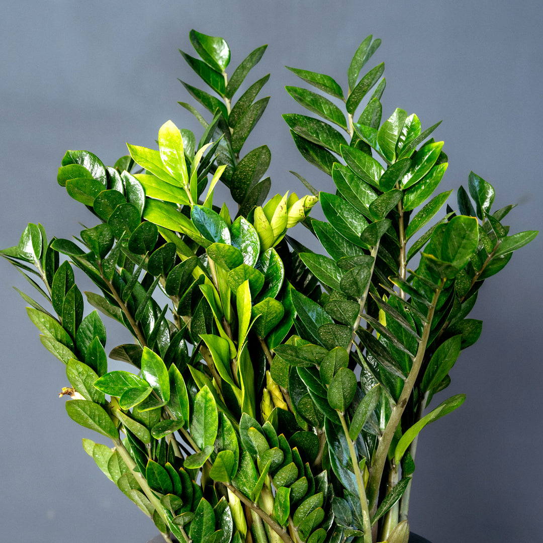 ZZ plant (Zamioculcas Zamilfola) 14 inch