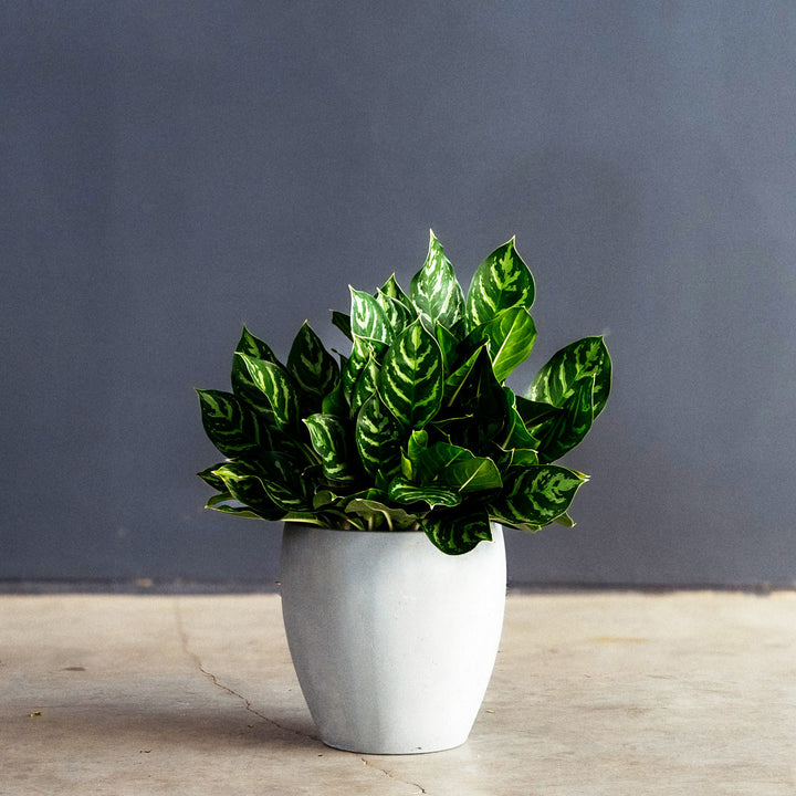 Chinese Evergreen (Aglaonema 'Legacy') 10 inch