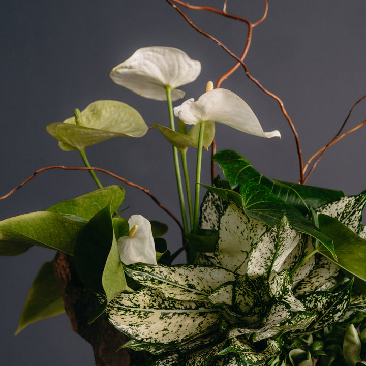 Tall Anthurium Arrangement