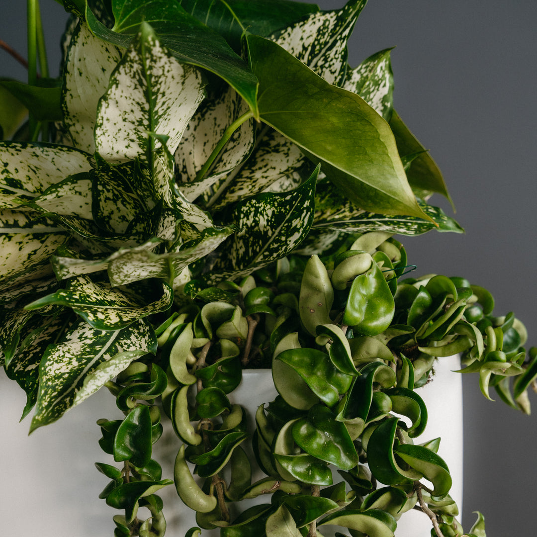 Tall Anthurium Arrangement