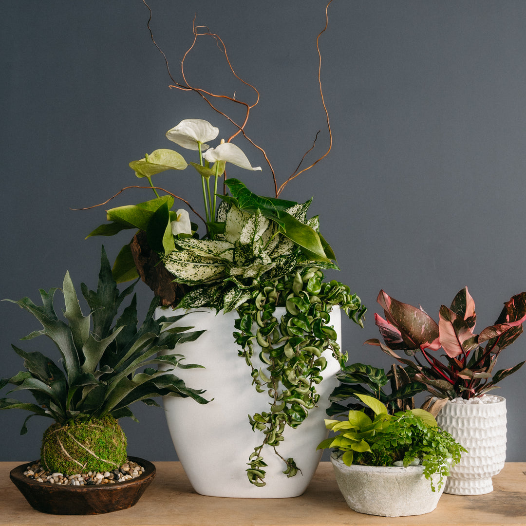 Tall Anthurium Arrangement