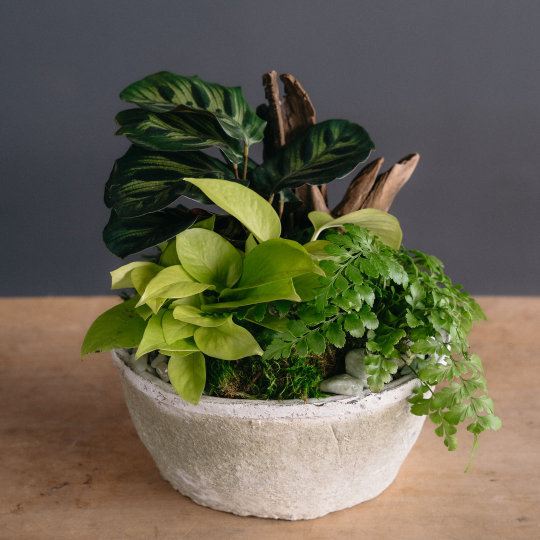 Foliage Bowl of Greens