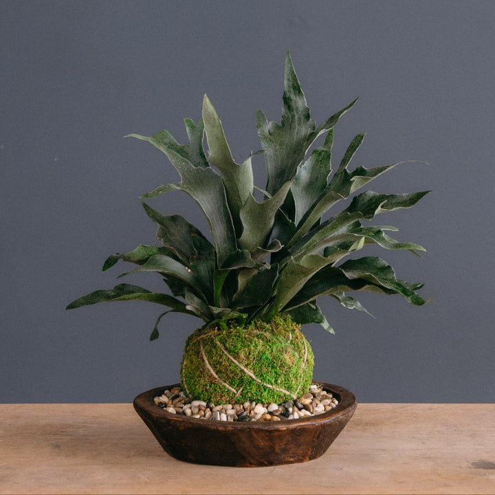 Japanese Kokedama Arrangement