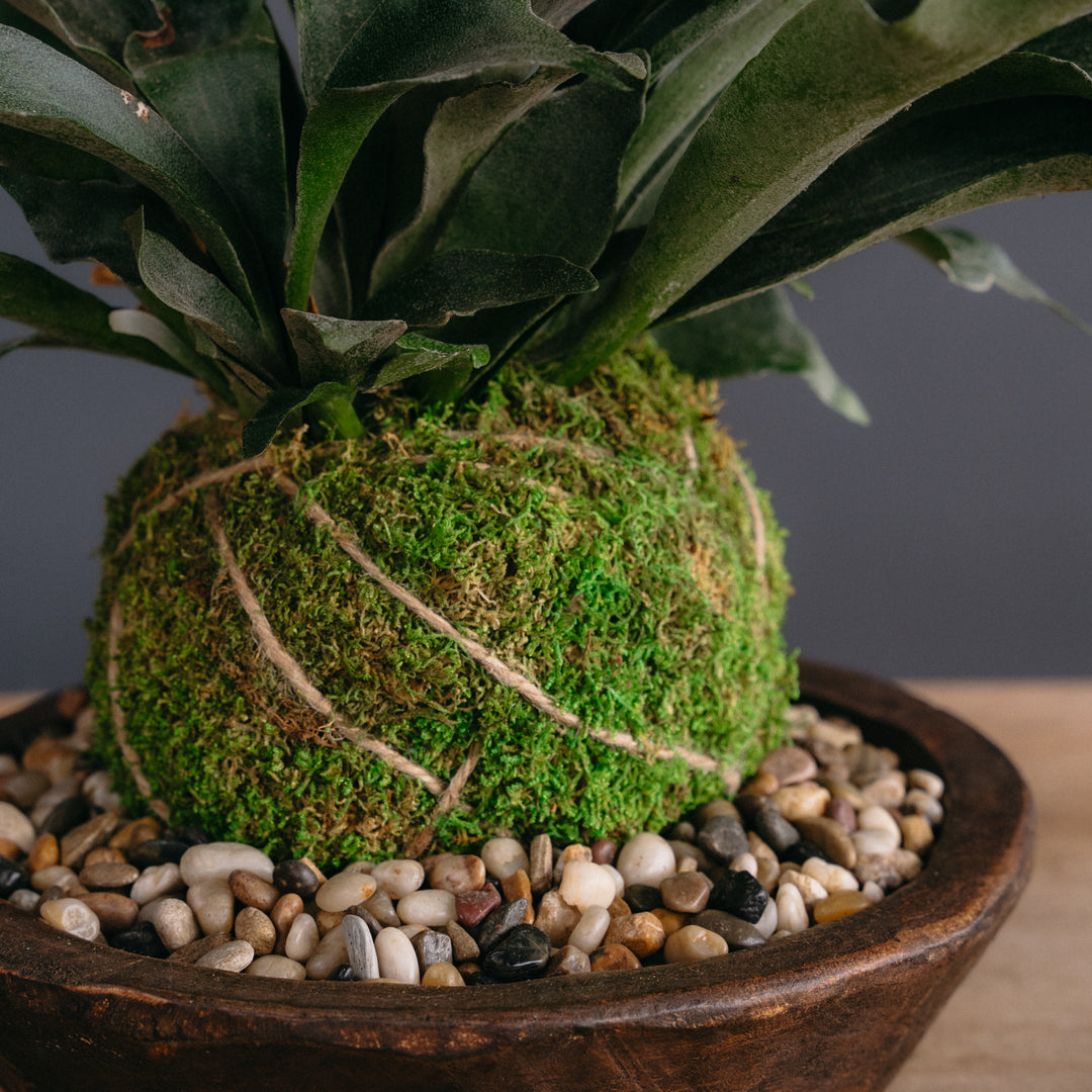 Japanese Kokedama Arrangement