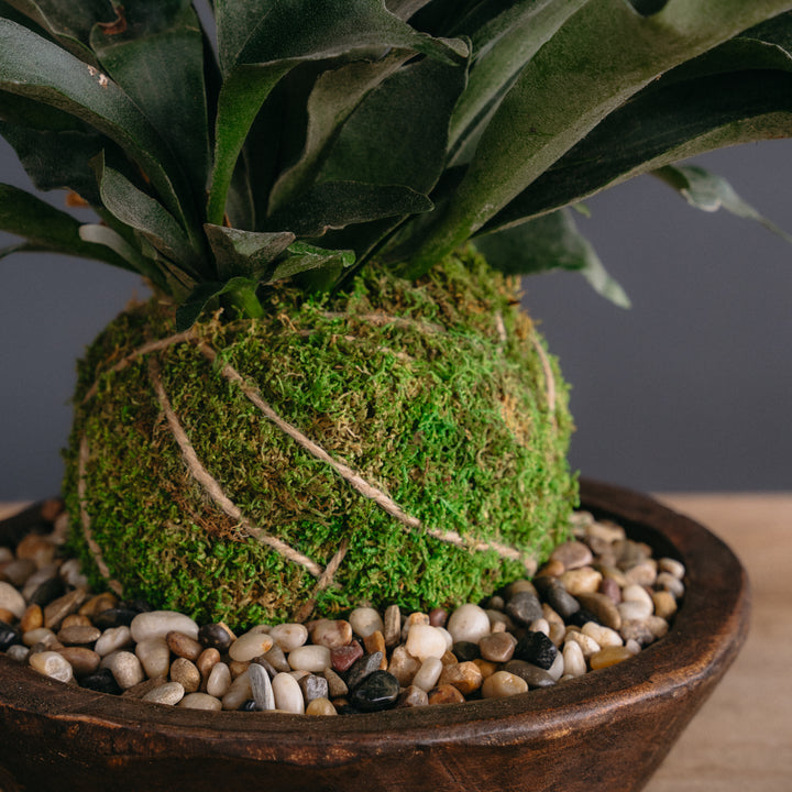 Japanese Kokedama Arrangement