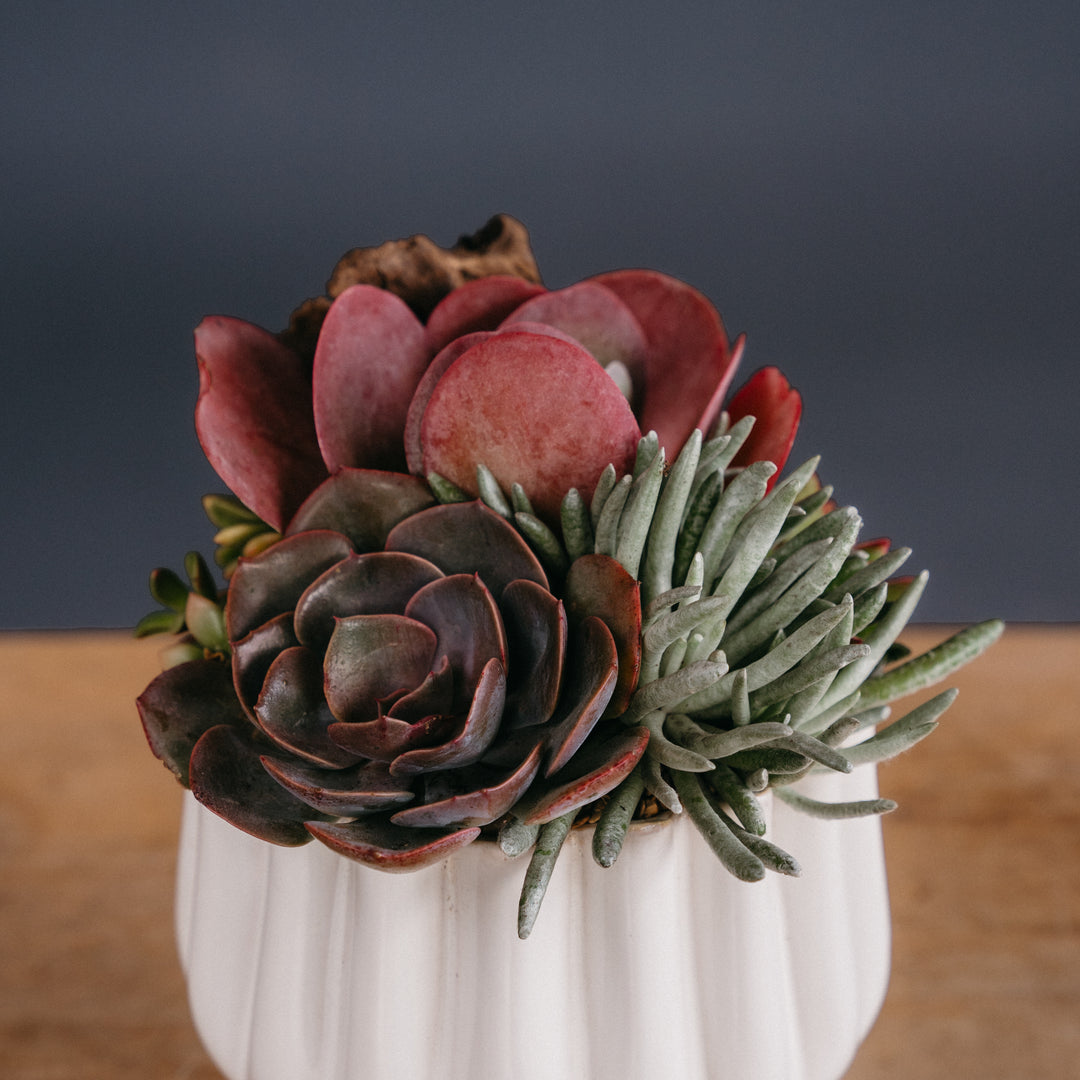 Small Bowl of Succulents