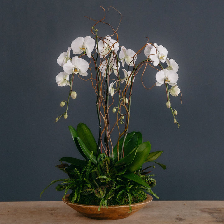 Triple Lush Orchid Arrangement