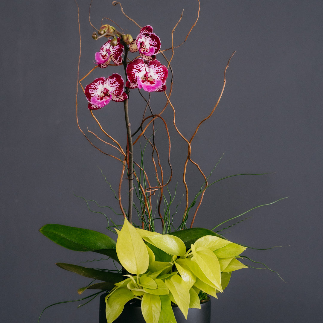 Purple Orchid w/ Neon Pothos Arrangement