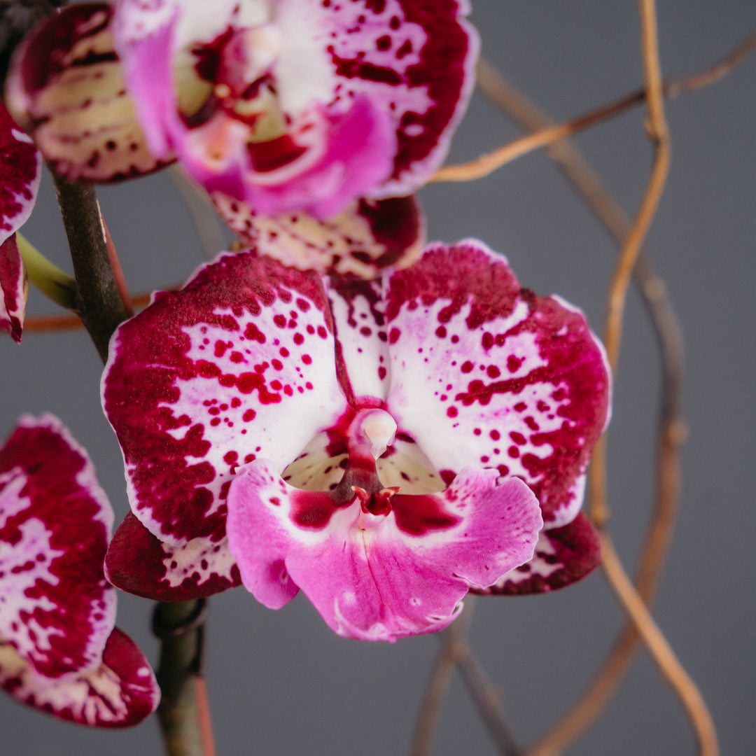 Purple Orchid w/ Neon Pothos Arrangement