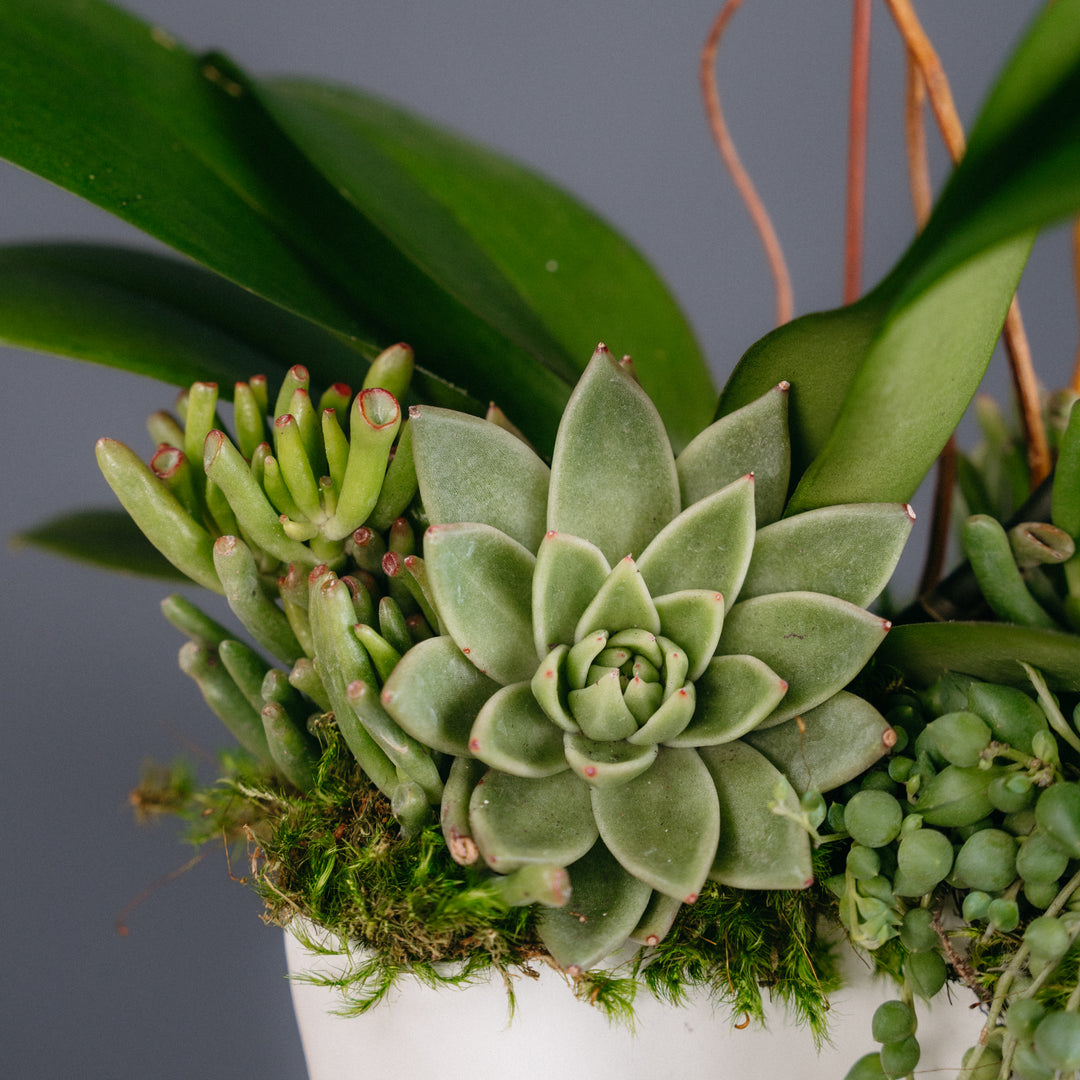 Cascading Orchid & Succulent Arrangement