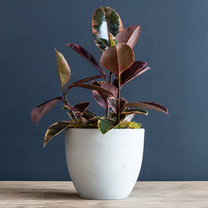 Rubber Plant (Ficus Elastica Ruby) 8 inch