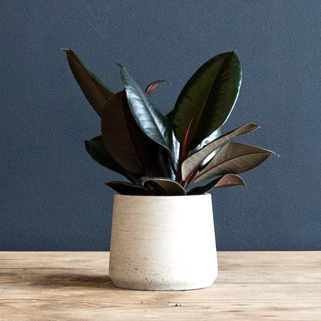 Rubber Plant (Ficus Elastica Burgundy) 6 inch