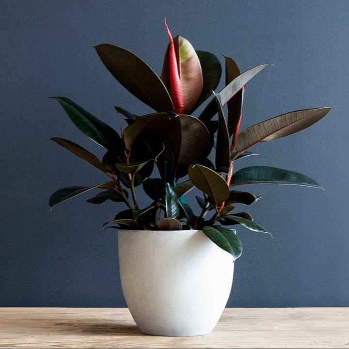 Rubber Plant (Ficus Elastica Burgundy) 8 inch