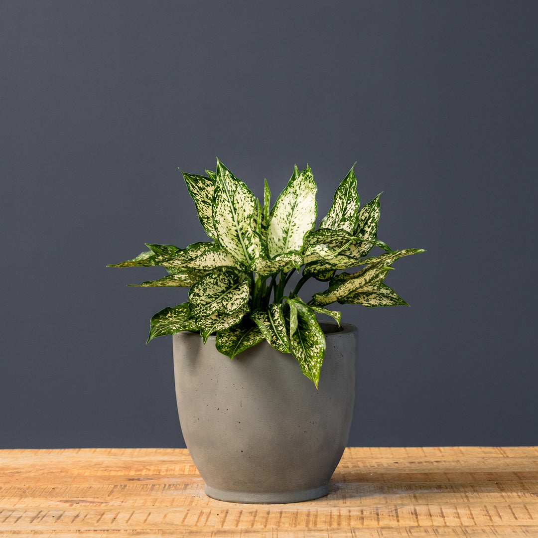 Chinese Evergreen (Aglaonema 'Winter') 6 inch