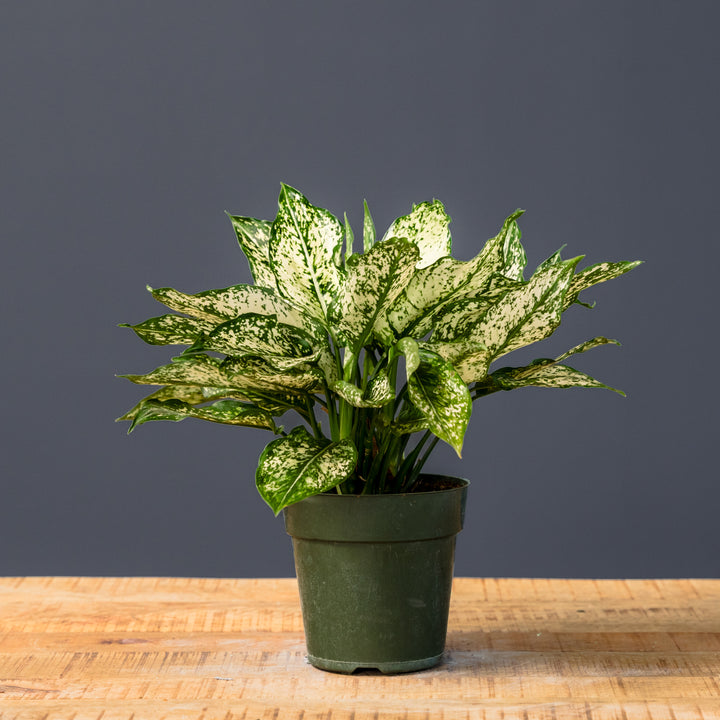 Chinese Evergreen (Aglaonema 'Winter') 6 inch