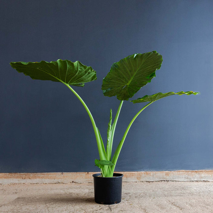 Elephant Ear (Alocasia Calidora) 10 inch