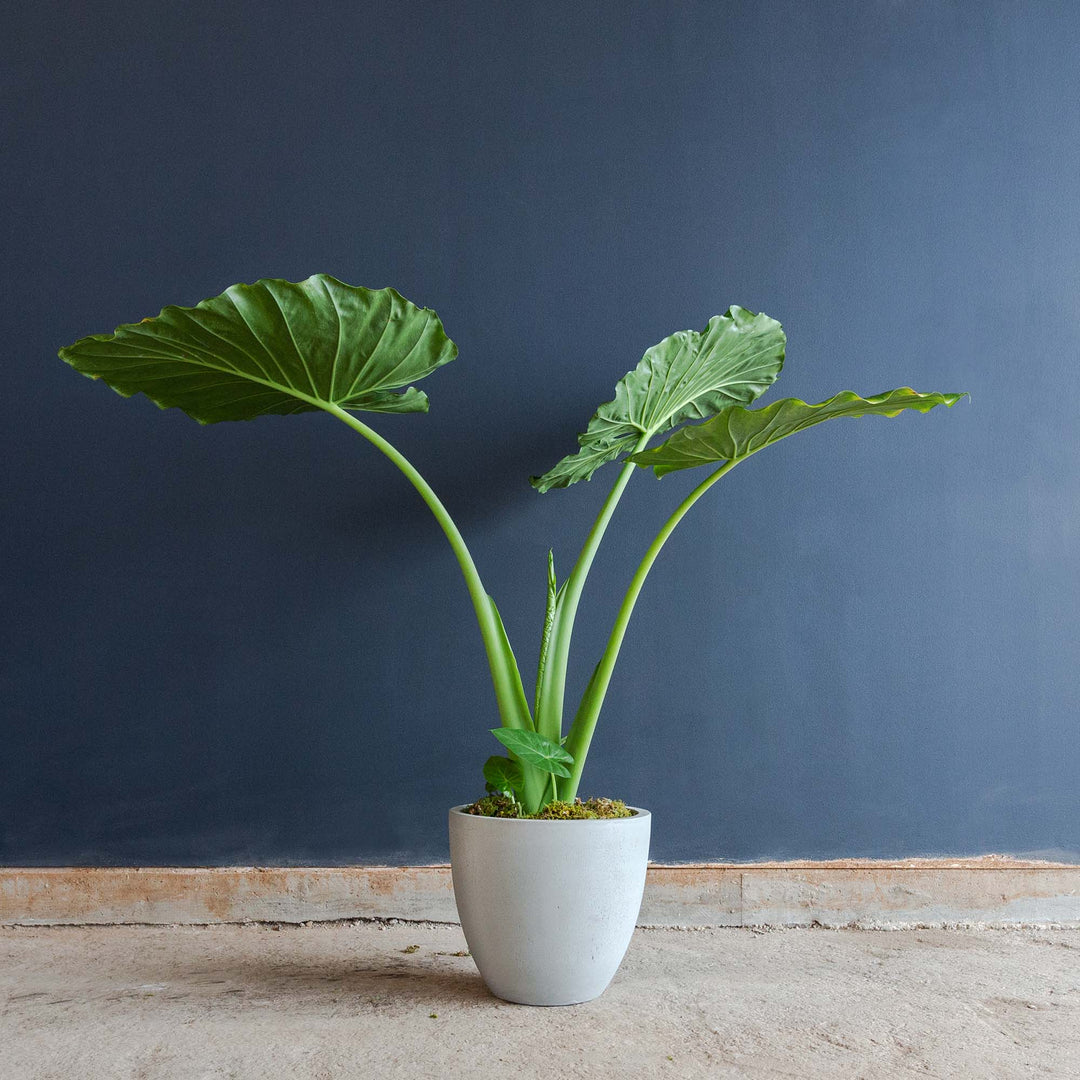 Elephant Ear (Alocasia Calidora) 10 inch