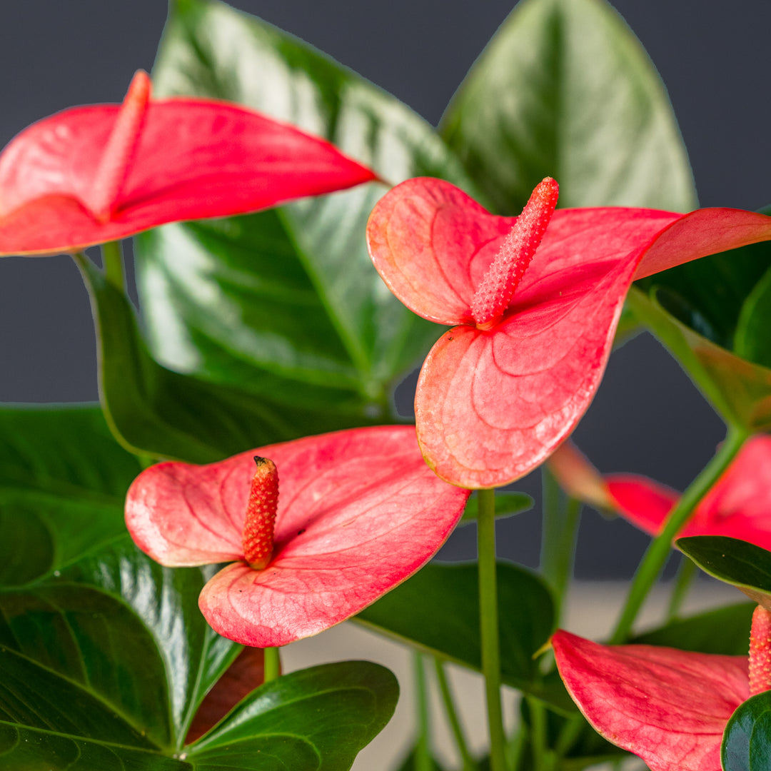 Anthurium (Anthurium Pandola) 6 inch