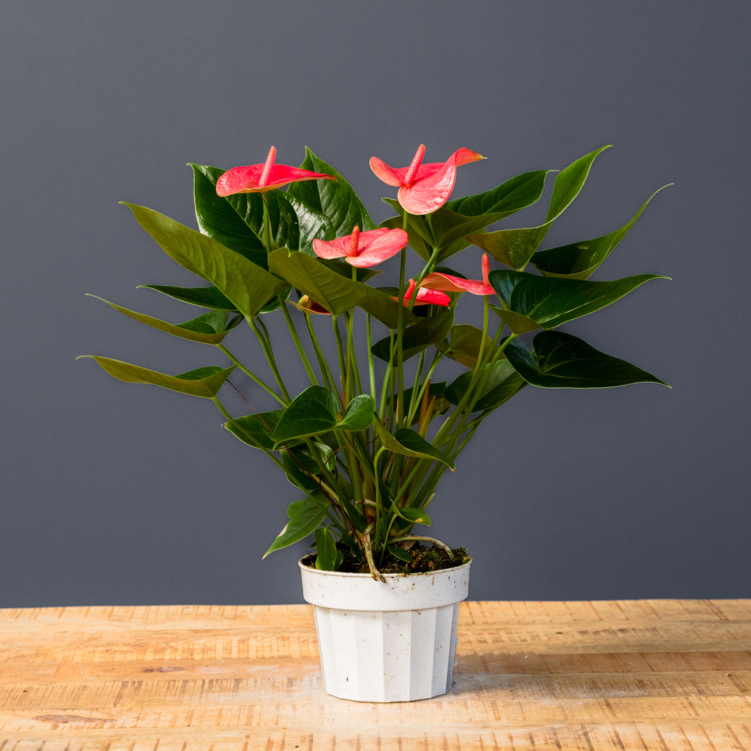 Anthurium (Anthurium Pandola) 6 inch