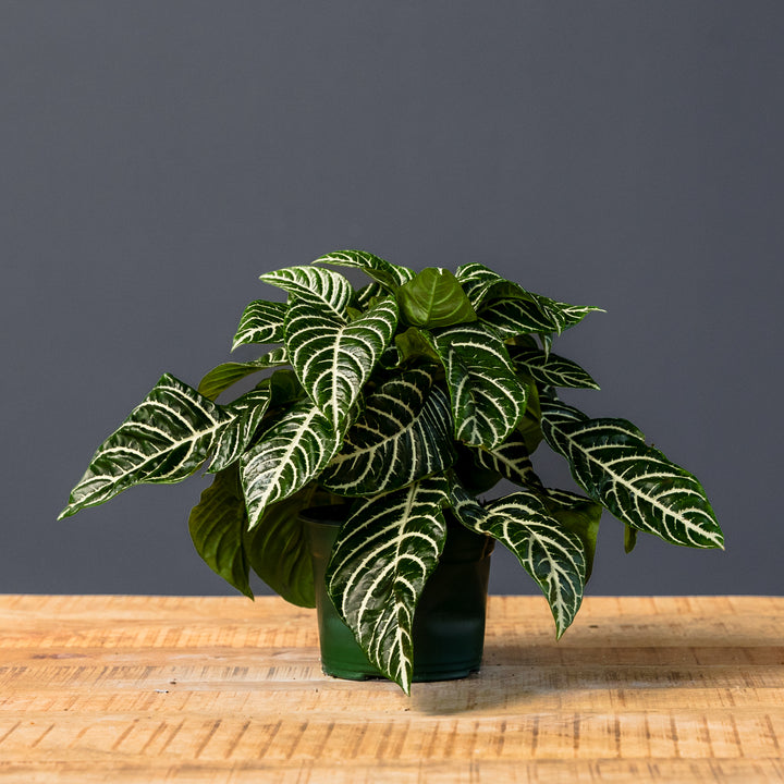 Zebra Plant (Aphelendra) 6 inch