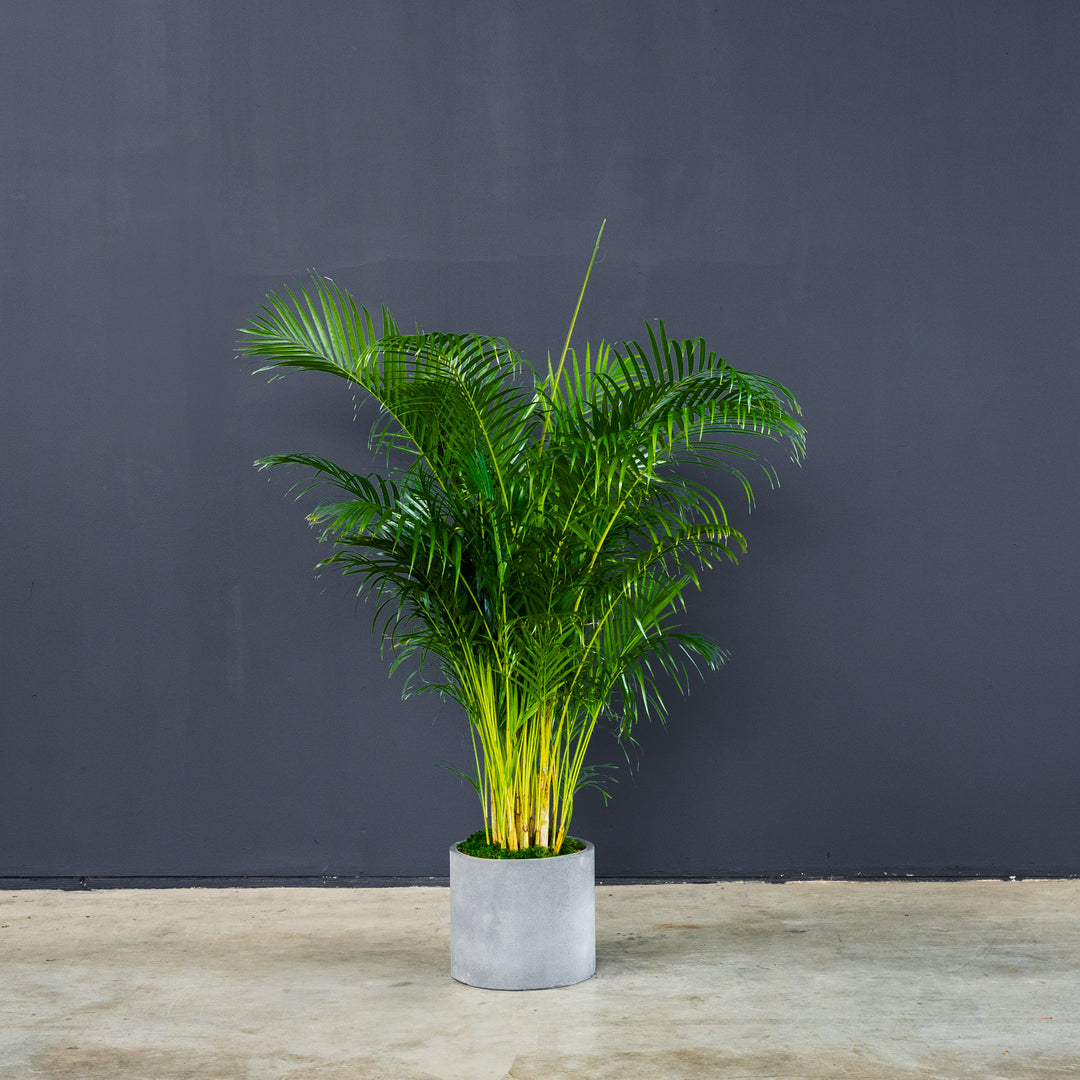 Areca Palm (Dypsis Lutescens) 12 inch