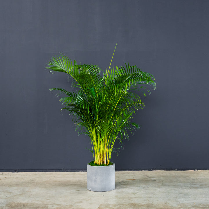 Areca Palm (Dypsis Lutescens) 12 inch