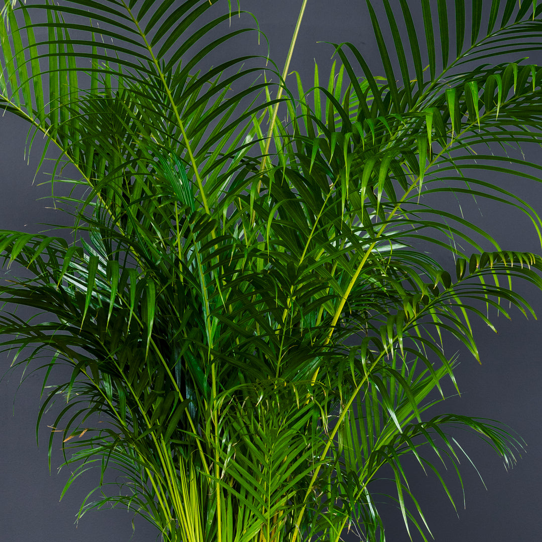 Areca Palm (Dypsis Lutescens) 12 inch