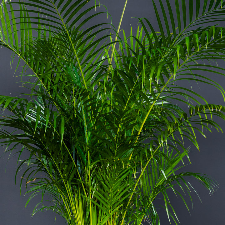 Areca Palm (Dypsis Lutescens) 12 inch