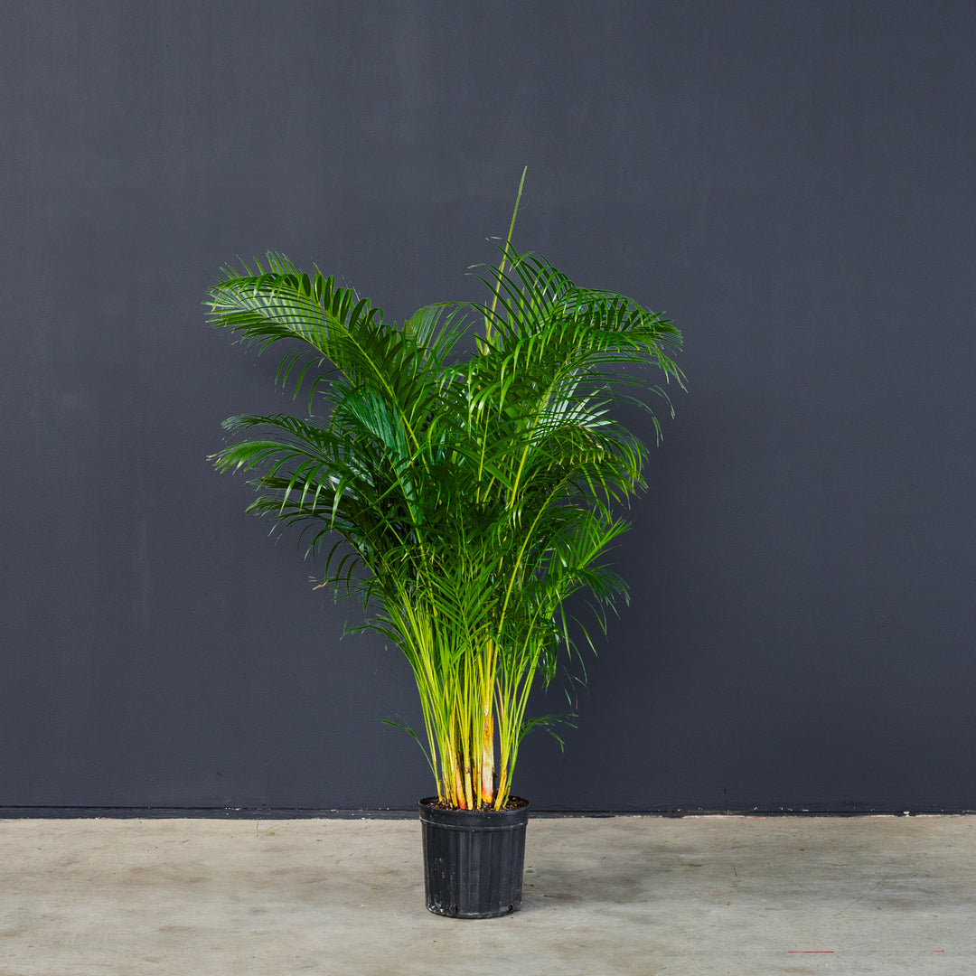 Areca Palm (Dypsis Lutescens) 12 inch