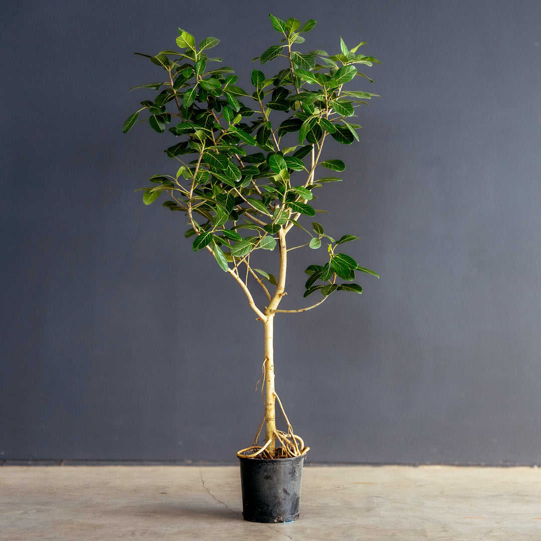 Ficus Audrey Tree Standard (Ficus benghalensis)