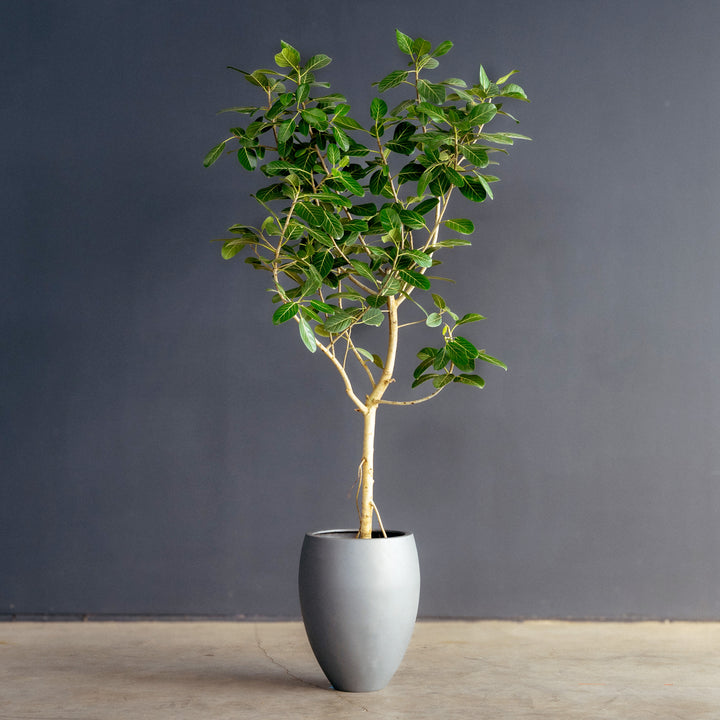 Ficus Audrey Tree Standard (Ficus benghalensis) 14 inch