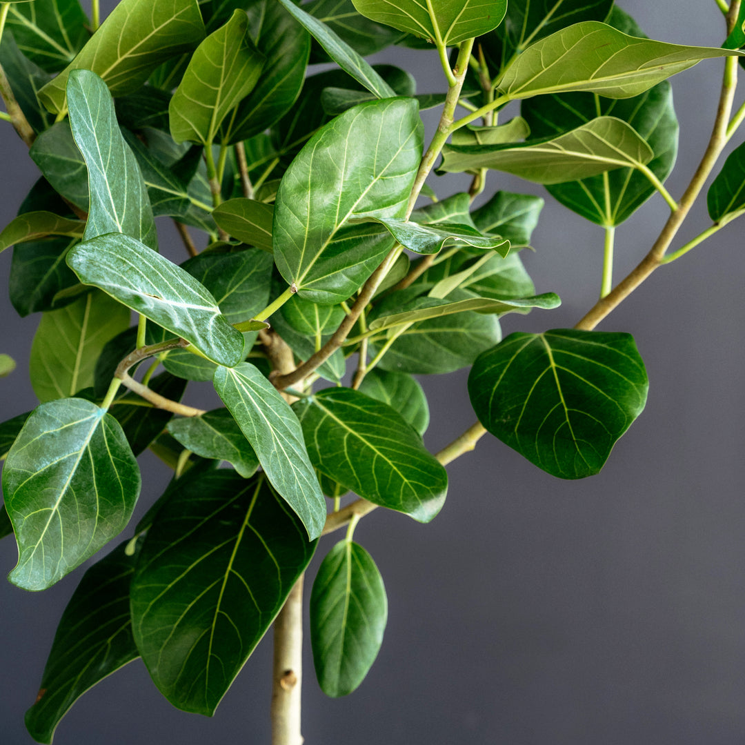 Ficus Audrey Tree Standard (Ficus benghalensis) 14 inch