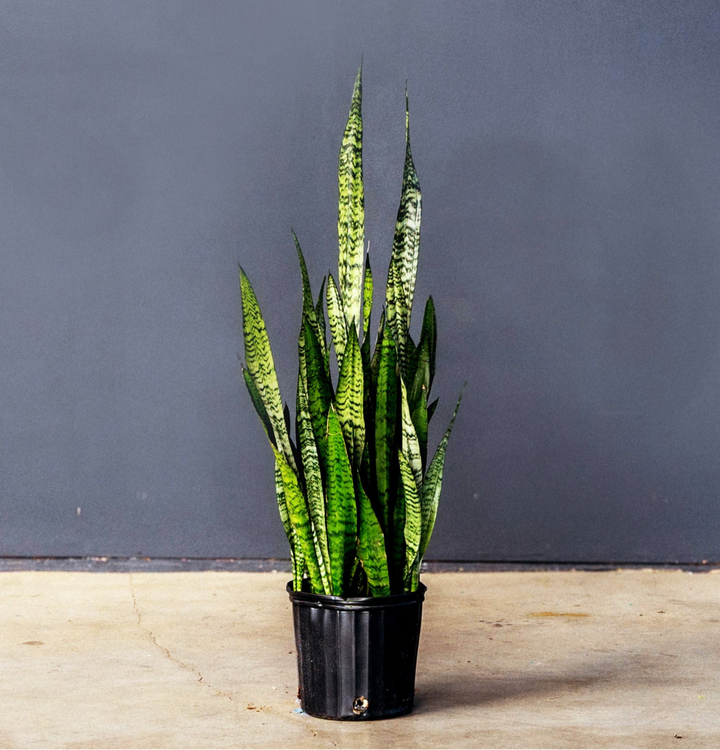 Snake Plant (Sansevieria Zeylanica) 10 inch