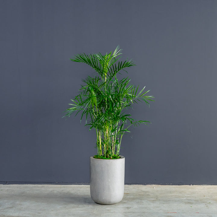 Bamboo Palm (Chamaedora seifrizii) 14 inch