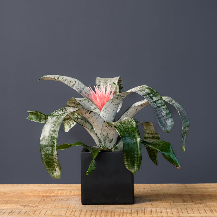 Bromeliad (Aechmea Faciata) 6 inch