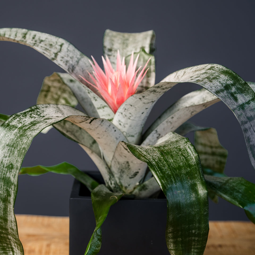 Bromeliad (Aechmea Faciata) 6 inch