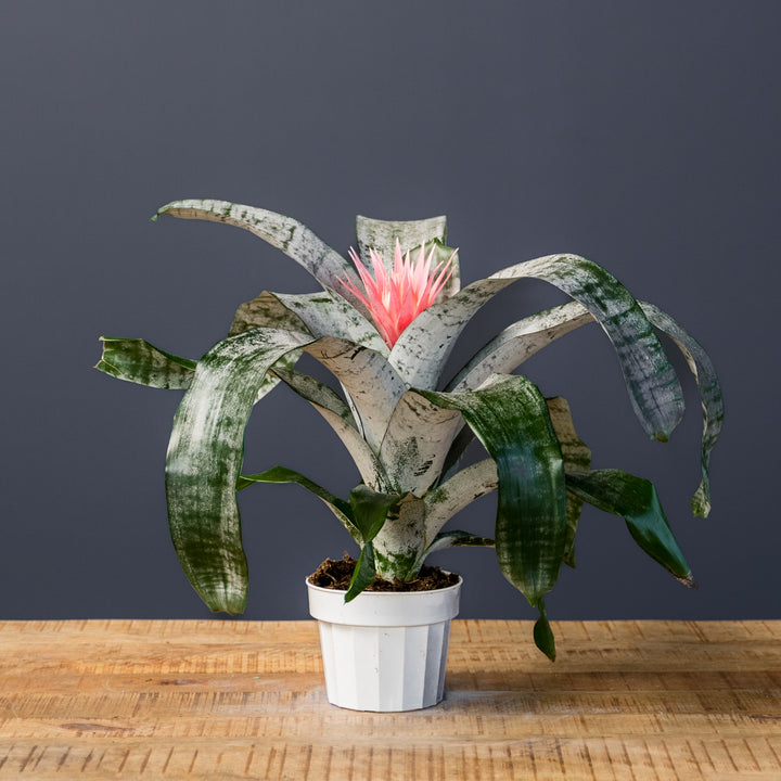 Bromeliad (Aechmea Faciata) 6 inch